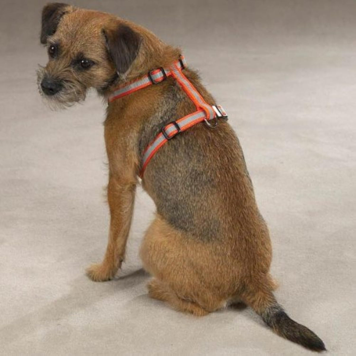 Guardian Gear Nylon Reflective Dog Harness, 14-20-Inch, Orange - The Hungry Bookworm & Speedmerchant65