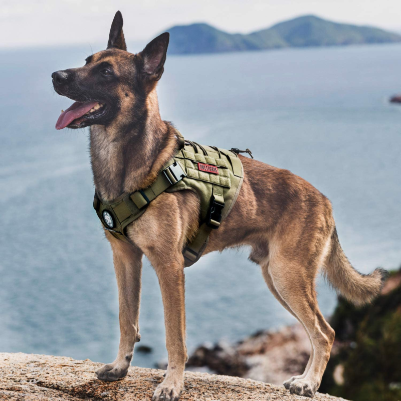 Professional Title: " Tactical Dog Harness with No-Pull Design and Breathable Ma - Speedmerchant65 / The Hungry Bookworm / Fireside Books