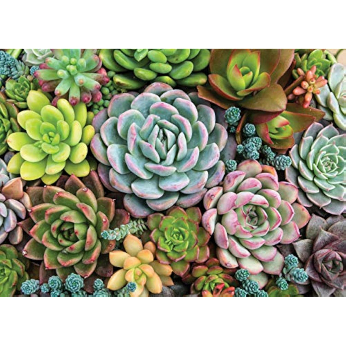 Succulent Garden 1000 Piece Jigsaw Puzzle - The Hungry Bookworm & Speedmerchant65